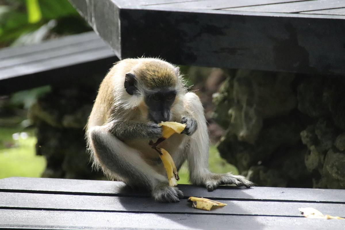 A stressed doctor eating junk food in hospital cafeteria